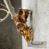 Whitetail Deer Skull & Antler European Taxidermy Mount For Sale - Image 7