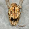 Whitetail Deer Skull & Antler European Taxidermy Mount For Sale - Image 6