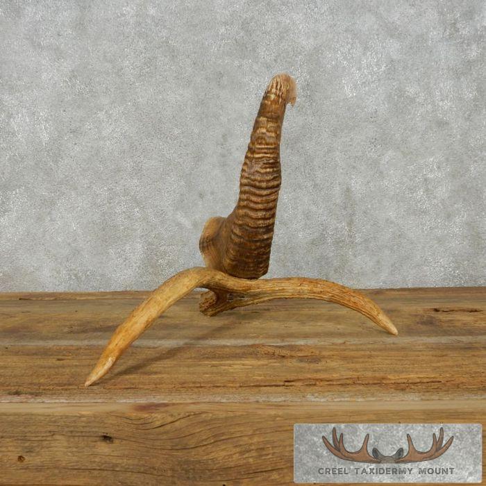 Bighorn Sheep Horn Eagle Head Carving For Sale - Image 4