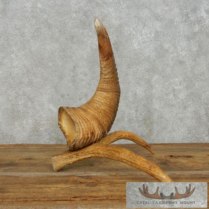 Bighorn Sheep Horn Eagle Head Carving For Sale - Image 8