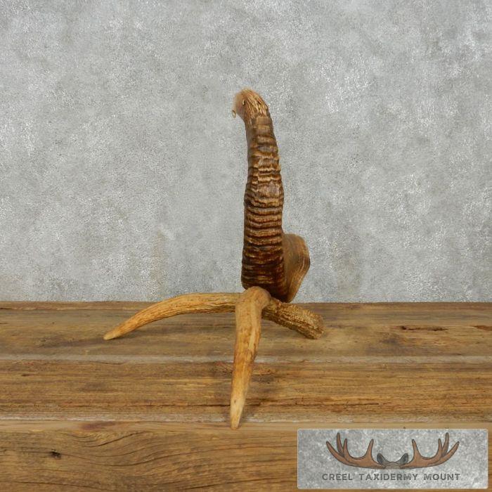 Bighorn Sheep Horn Eagle Head Carving For Sale - Image 9