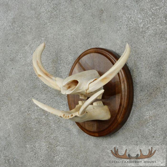 African Warthog Tusk Plaque Taxidermy Mount For Sale - Image 3
