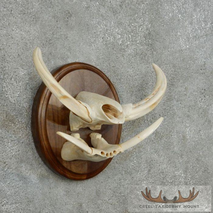 African Warthog Tusk Plaque Taxidermy Mount For Sale - Image 2