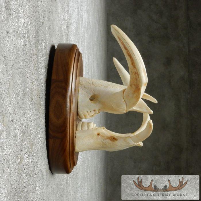 African Warthog Tusk Plaque Taxidermy Mount For Sale - Image 4