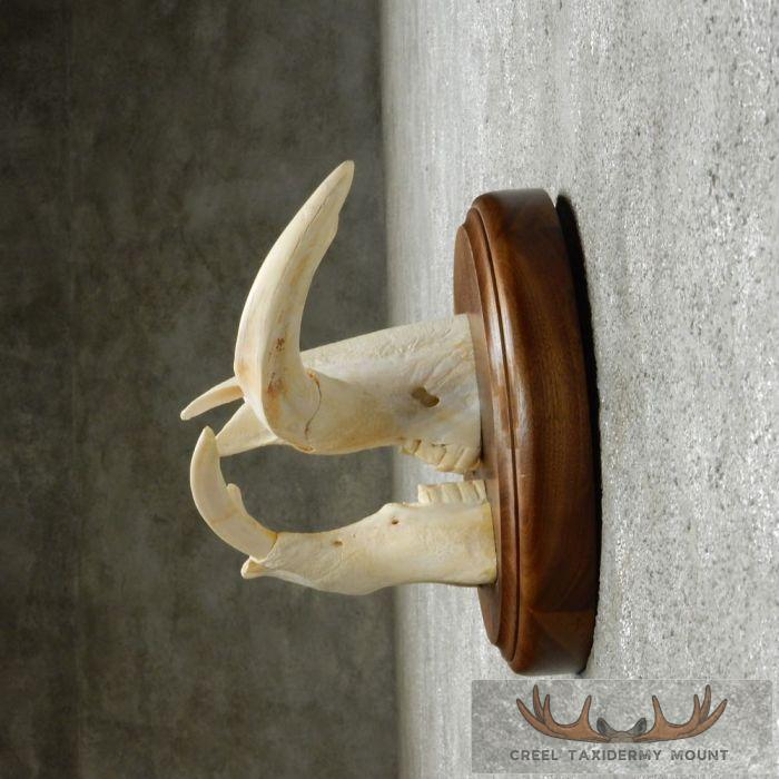 African Warthog Tusk Plaque Taxidermy Mount For Sale - Image 5