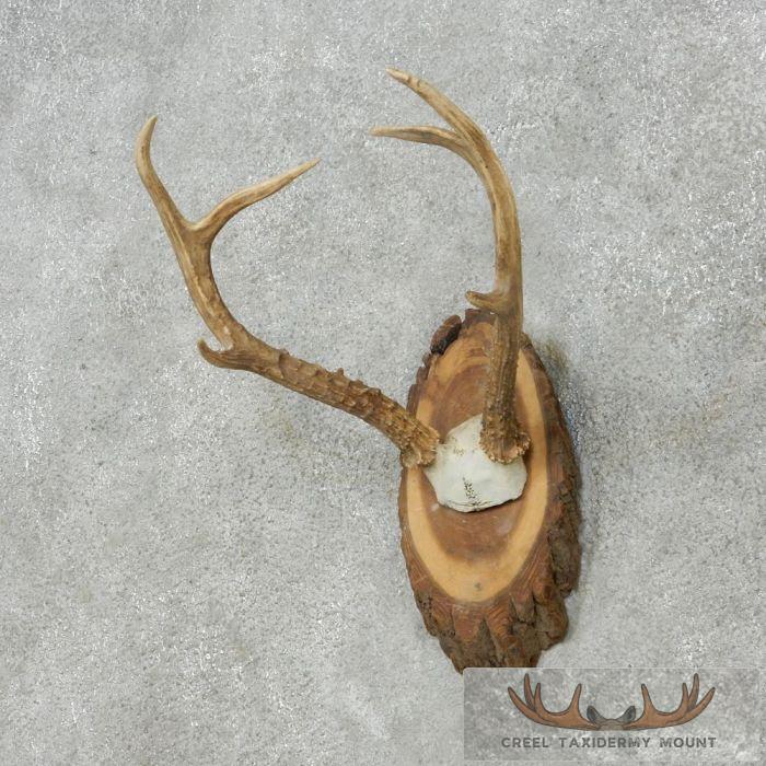 Roe Deer Antler Plaque Taxidermy Mount For Sale - Image 3