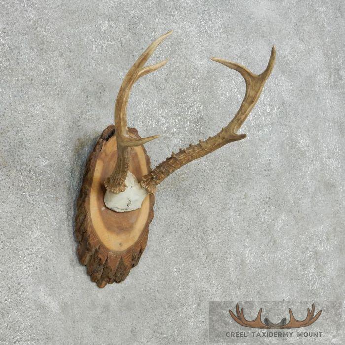 Roe Deer Antler Plaque Taxidermy Mount For Sale