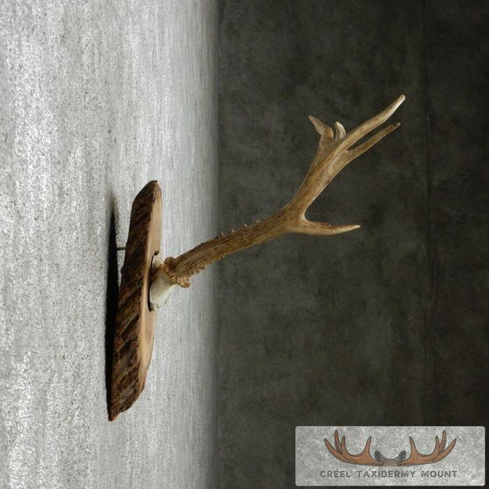 Roe Deer Antler Plaque Taxidermy Mount For Sale - Image 4