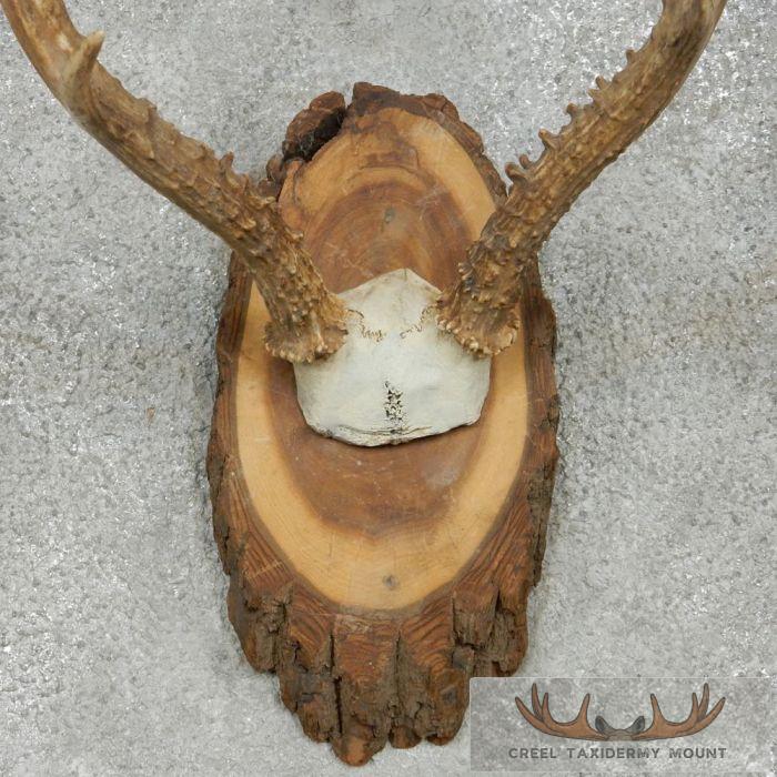 Roe Deer Antler Plaque Taxidermy Mount For Sale - Image 6