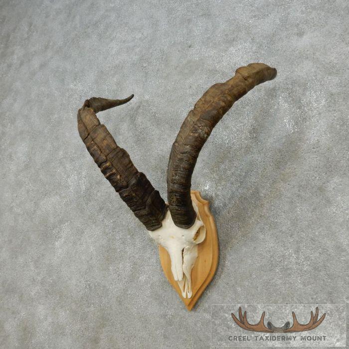 Gredos Ibex Skull & Horn European Taxidermy Mount For Sale - Image 3