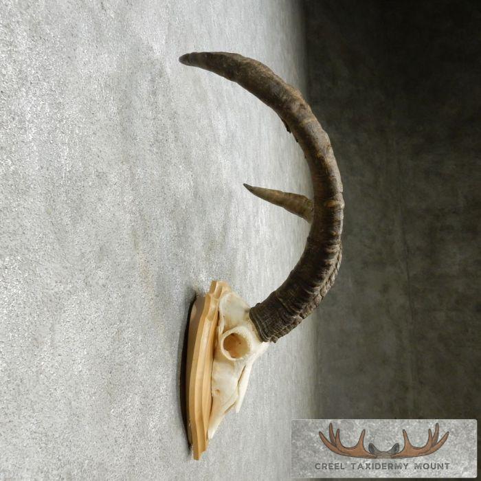 Gredos Ibex Skull & Horn European Taxidermy Mount For Sale - Image 4