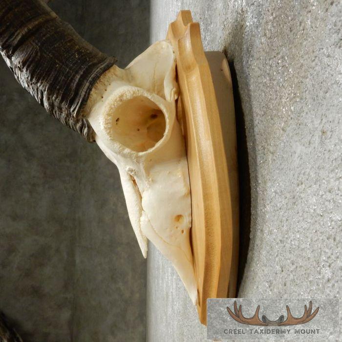 Gredos Ibex Skull & Horn European Taxidermy Mount For Sale - Image 7