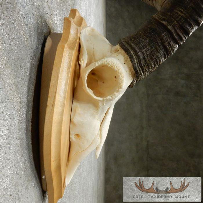 Gredos Ibex Skull & Horn European Taxidermy Mount For Sale - Image 8