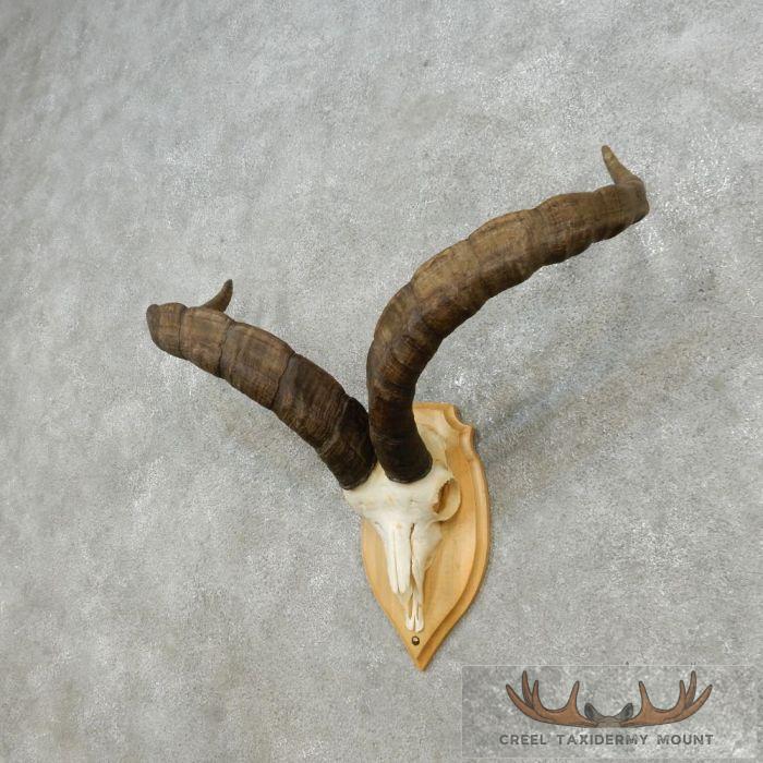 Gredos Ibex Skull & Horn European Taxidermy Mount For Sale - Image 3