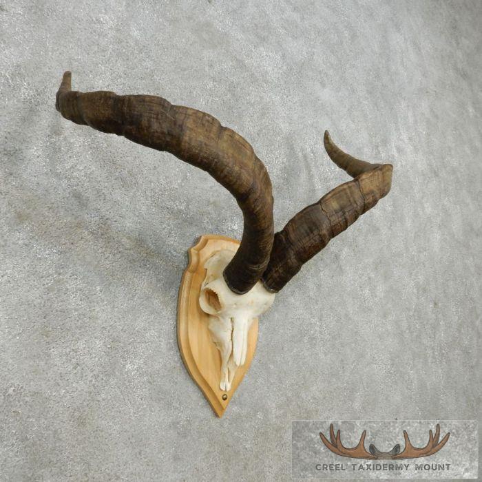 Gredos Ibex Skull & Horn European Taxidermy Mount For Sale - Image 2