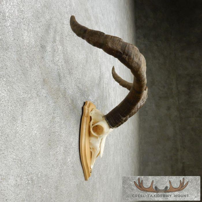 Gredos Ibex Skull & Horn European Taxidermy Mount For Sale - Image 4