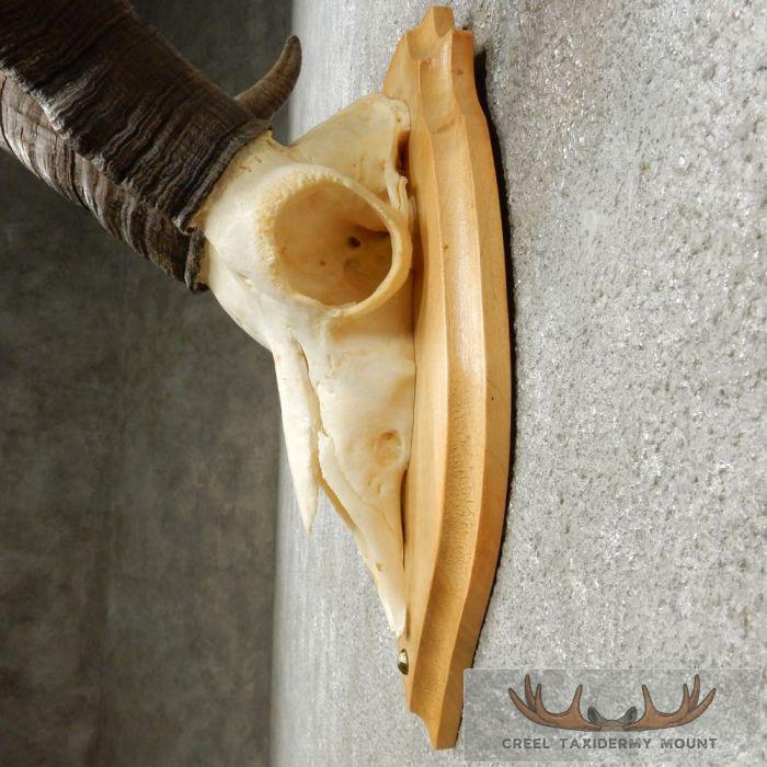 Gredos Ibex Skull & Horn European Taxidermy Mount For Sale - Image 7
