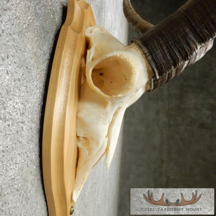 Gredos Ibex Skull & Horn European Taxidermy Mount For Sale - Image 8