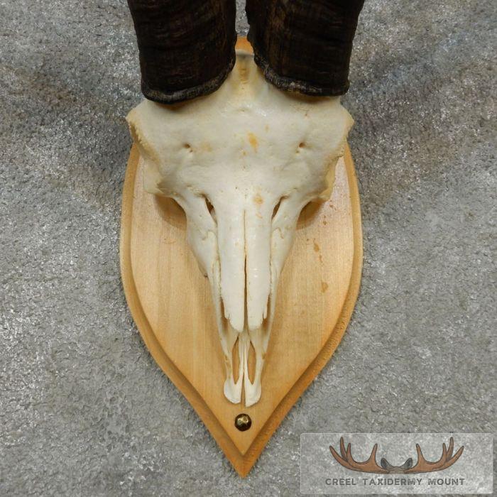 Gredos Ibex Skull & Horn European Taxidermy Mount For Sale - Image 6