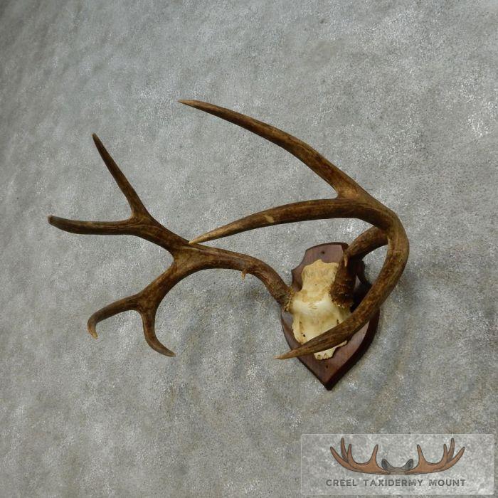 Mule Deer Antler Plaque Taxidermy Mount For Sale - Image 2