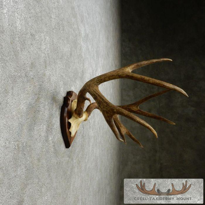 Mule Deer Antler Plaque Taxidermy Mount For Sale - Image 5
