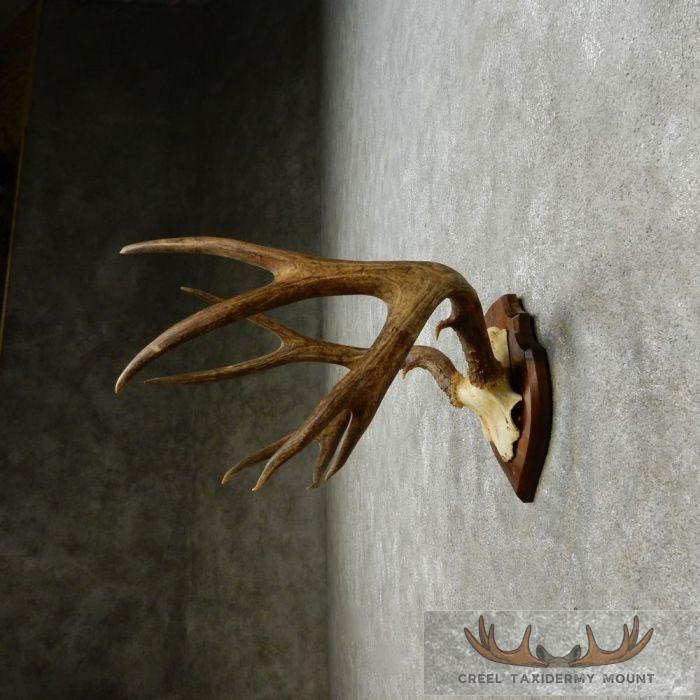 Mule Deer Antler Plaque Taxidermy Mount For Sale - Image 4