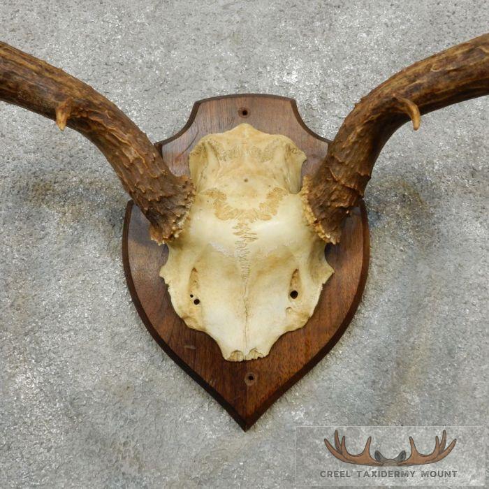 Mule Deer Antler Plaque Taxidermy Mount For Sale - Image 6