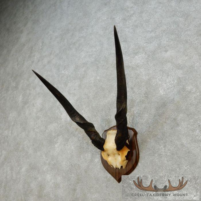 African Eland Horn Plaque Taxidermy Mount For Sale - Image 2