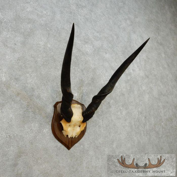 African Eland Horn Plaque Taxidermy Mount For Sale - Image 3