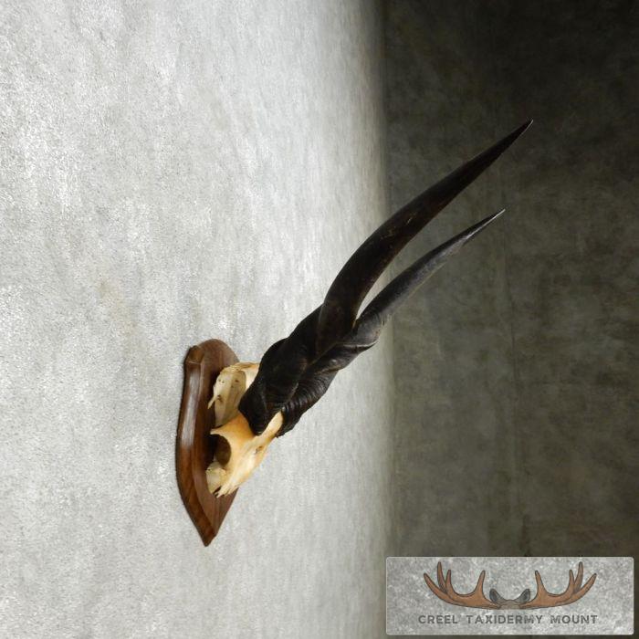 African Eland Horn Plaque Taxidermy Mount For Sale - Image 5
