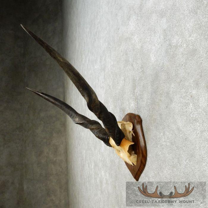 African Eland Horn Plaque Taxidermy Mount For Sale - Image 4