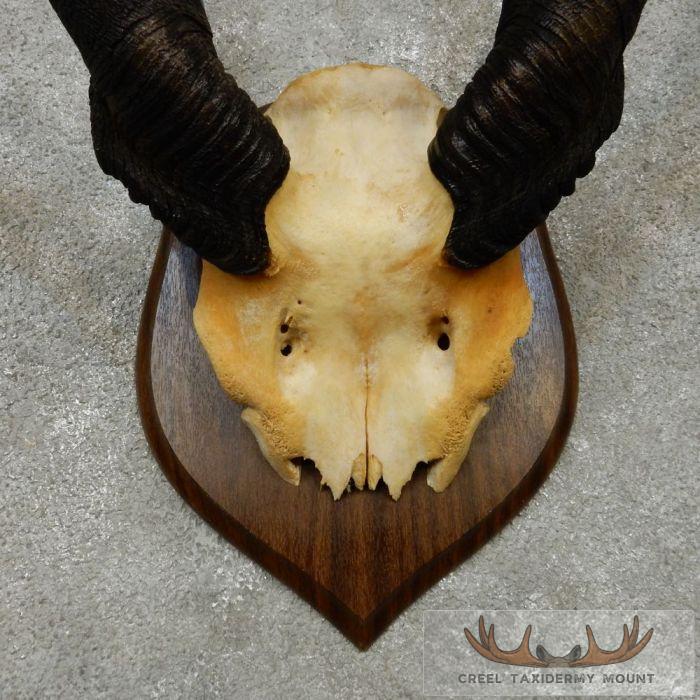 African Eland Horn Plaque Taxidermy Mount For Sale - Image 6