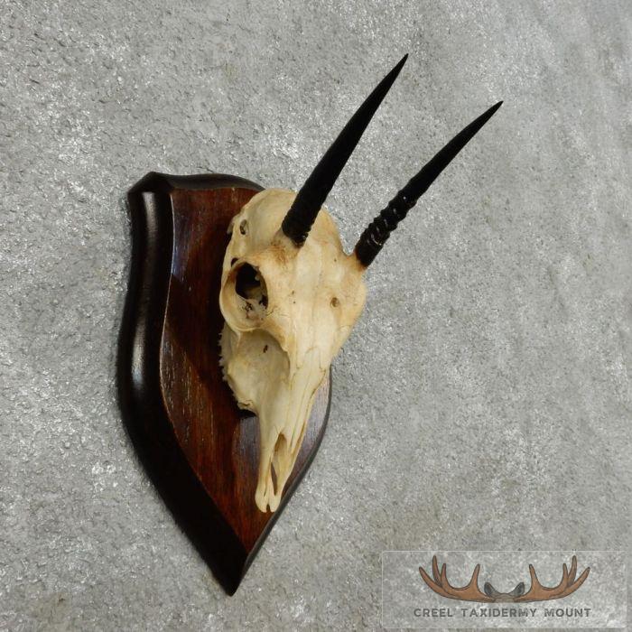 Oribi Skull & Horn European Taxidermy Mount For Sale - Image 3