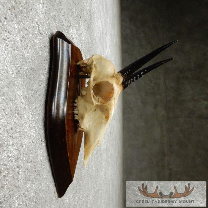 Oribi Skull & Horn European Taxidermy Mount For Sale - Image 4