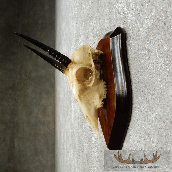 Oribi Skull & Horn European Taxidermy Mount For Sale - Image 5
