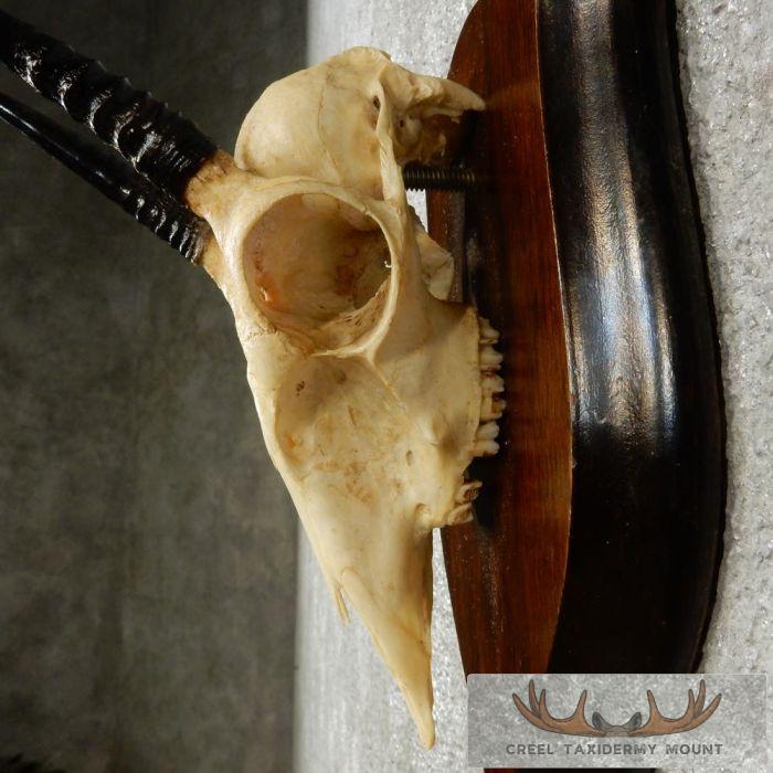 Oribi Skull & Horn European Taxidermy Mount For Sale - Image 8