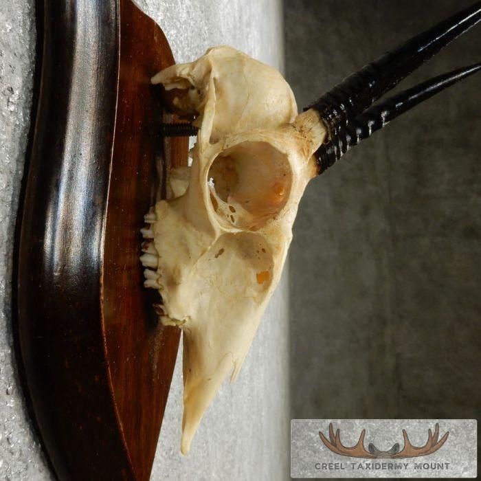 Oribi Skull & Horn European Taxidermy Mount For Sale - Image 7