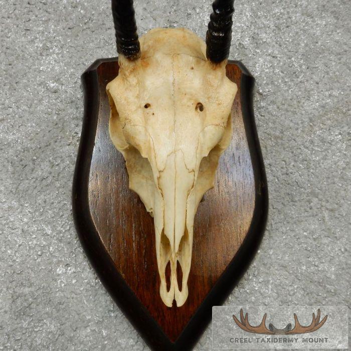 Oribi Skull & Horn European Taxidermy Mount For Sale - Image 6