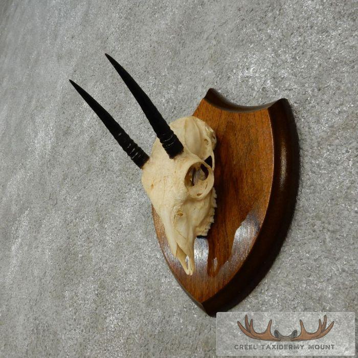 Oribi Skull & Horn European Taxidermy Mount For Sale - Image 3