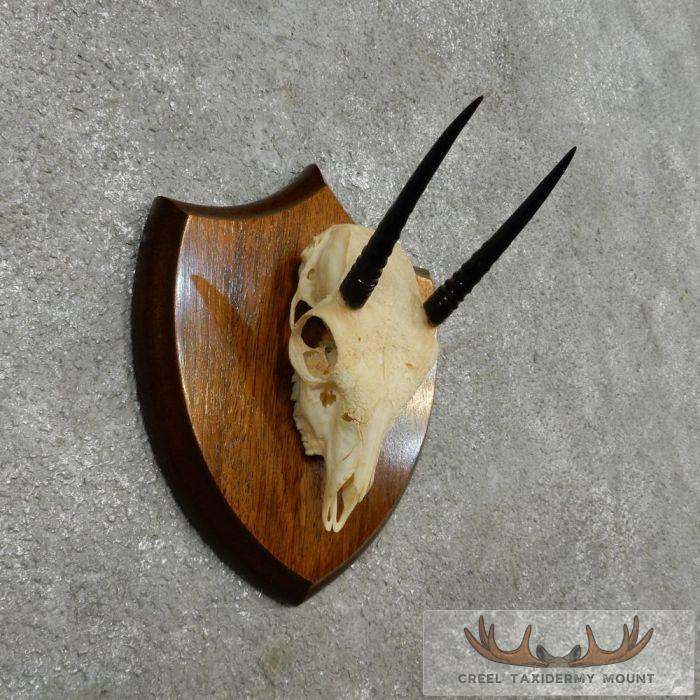Oribi Skull & Horn European Taxidermy Mount For Sale - Image 2