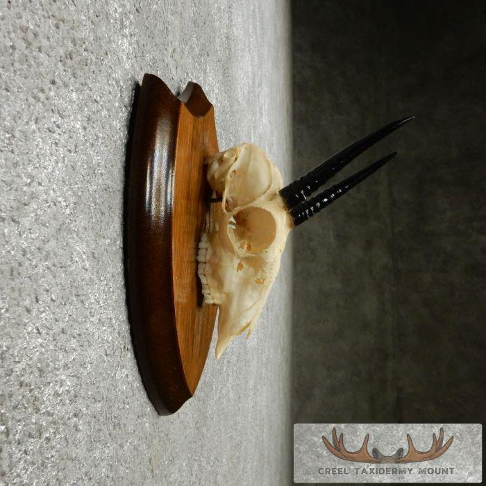 Oribi Skull & Horn European Taxidermy Mount For Sale - Image 5