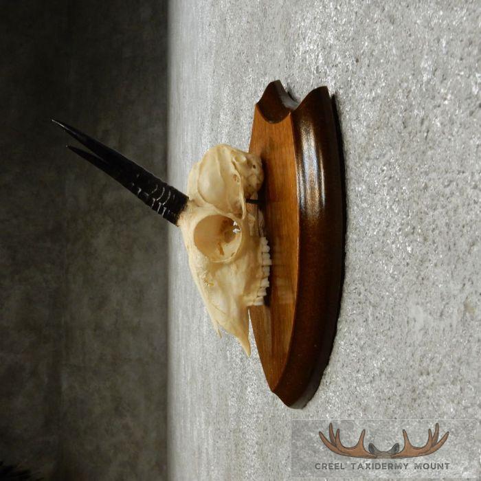 Oribi Skull & Horn European Taxidermy Mount For Sale - Image 4