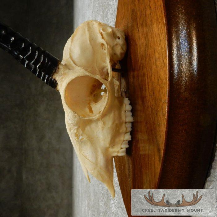 Oribi Skull & Horn European Taxidermy Mount For Sale - Image 7