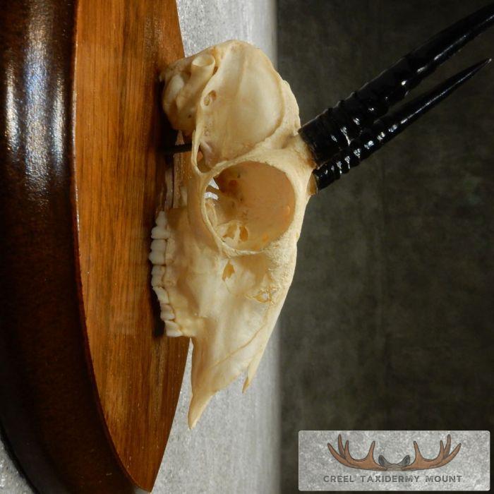 Oribi Skull & Horn European Taxidermy Mount For Sale - Image 8