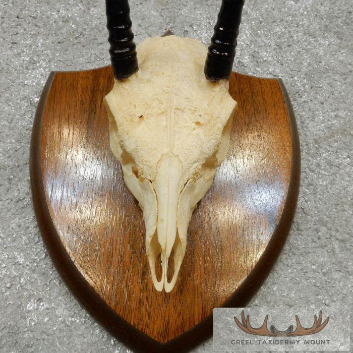 Oribi Skull & Horn European Taxidermy Mount For Sale - Image 6