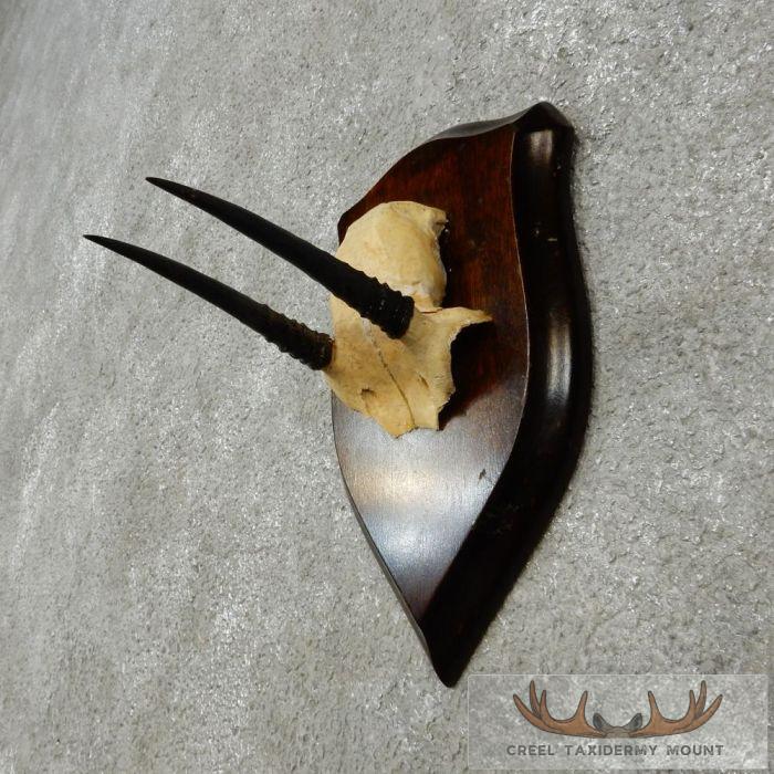 Oribi Horn Plaque Taxidermy Mount For Sale - Image 2