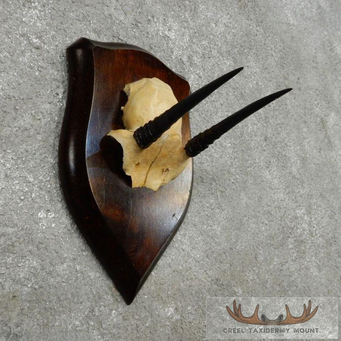 Oribi Horn Plaque Taxidermy Mount For Sale - Image 3