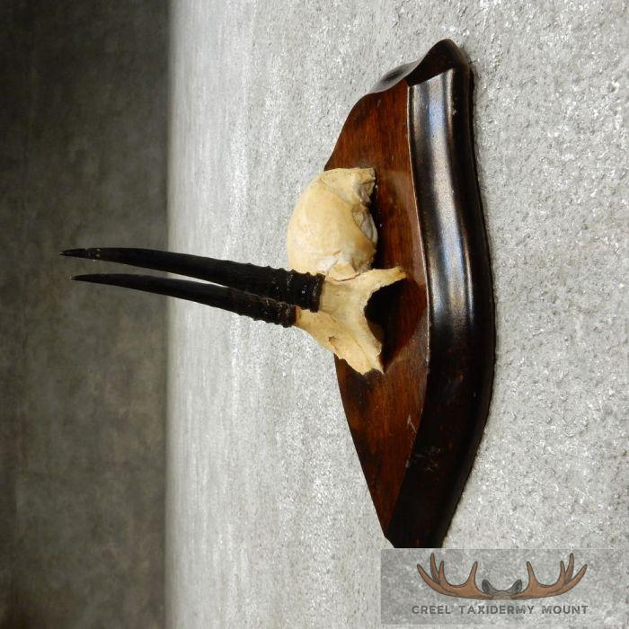Oribi Horn Plaque Taxidermy Mount For Sale - Image 5
