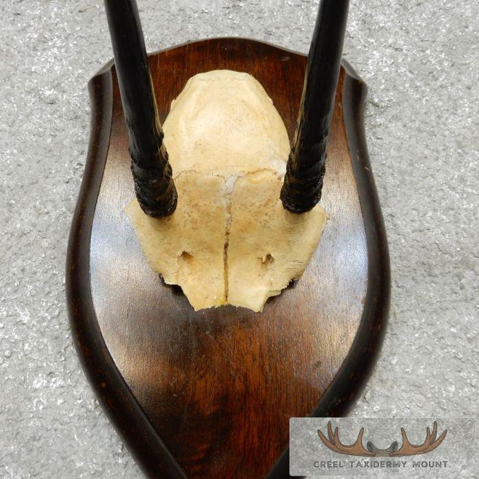 Oribi Horn Plaque Taxidermy Mount For Sale - Image 6
