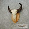 Water Buffalo Skull European Taxidermy Mount For Sale - Image 2